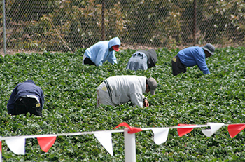 farm workers lr